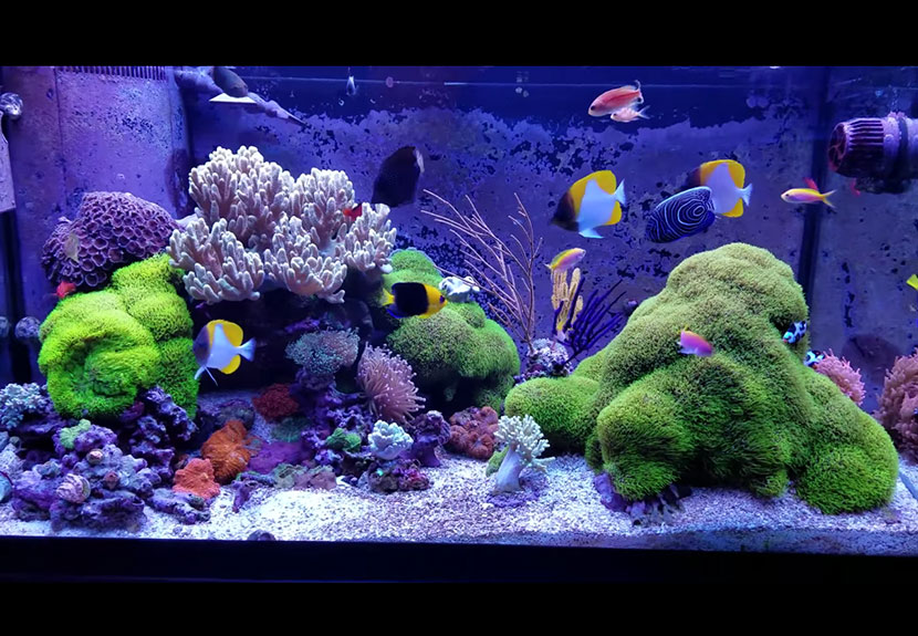 uno splendido acquario di coralli molli