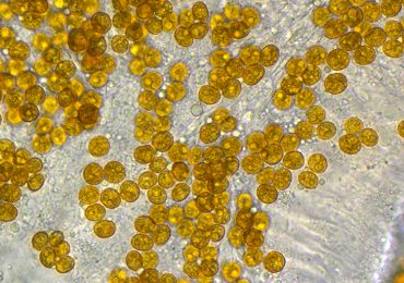 zooxantelle Archives DaniReef Portale dedicato all'Acquario Marino