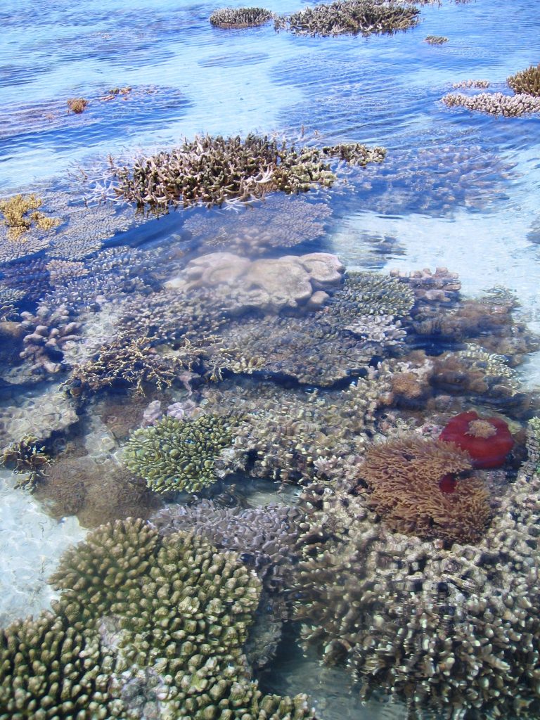 Coralli esposti alla bassa marea