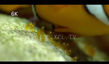 Ecco come vengono deposte le uova dei pesci pagliaccio – video in 4K