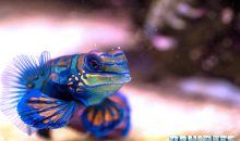 Synchiropus in marine aquarium: how many and why?