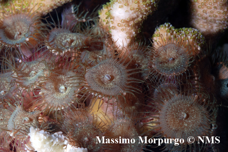 Polipi di Palythoa cf. toxica cresciuti alla base di una Montipora malampaya stanno gradualmente uccidendo il corallo duro.