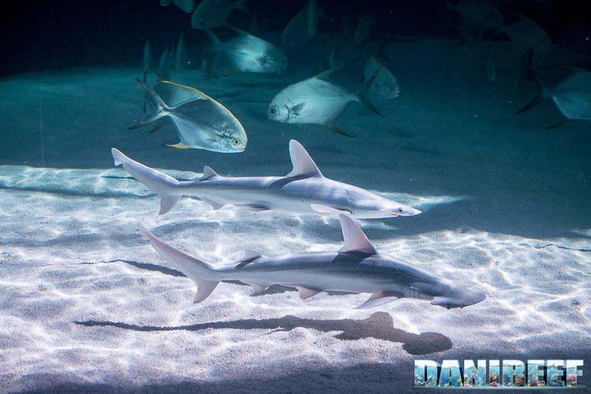 Oceanografic di Valencia: squalo martello e squalo grigio