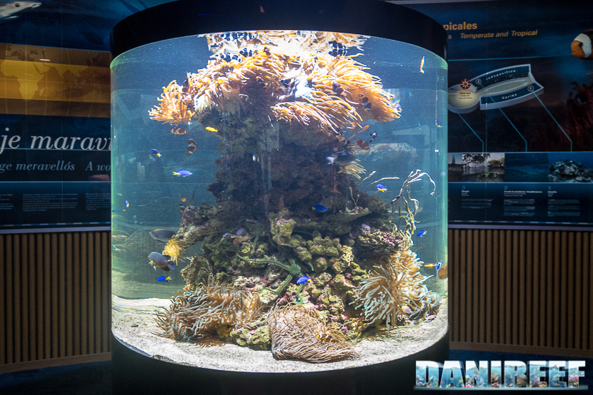 Oceanografic di Valencia: acquario marino con anemoni e pesci pagliaccio