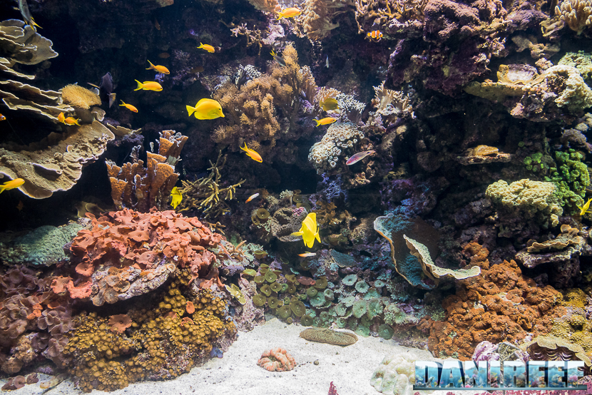 Oceanografic di Valencia: La vasca della barriera corallina, particolare