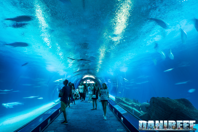 Oceanografic di Valencia: l'enorme tunnel degli squali