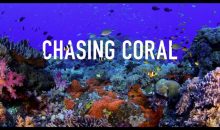 Chasing Coral – la nostra recensione sul documentario con foto