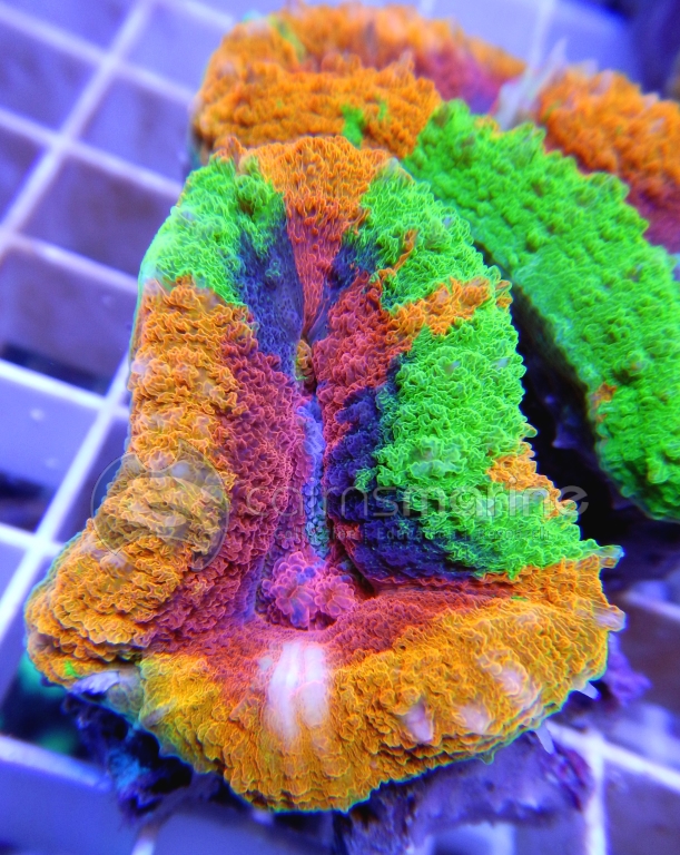 Lobophyllia Rainbow