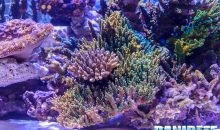 Tutti i coralli del PetsFestival versione 2017 – tutti da vedere