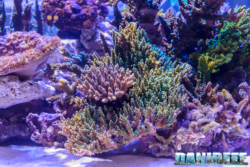 PetsFestival 2017: i coralli nello stand OceanLife - Hobby Acquari