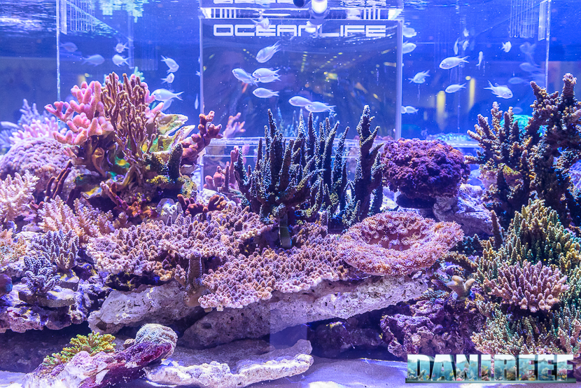 PetsFestival 2017: i coralli nello stand OceanLife - Hobby Acquari