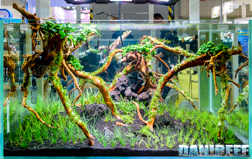 Cips 2017: Aquascaping contest Huynh Quoc Viet