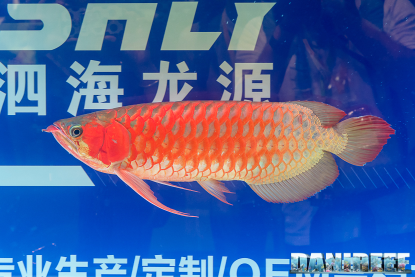 Lo Scleropages formosus il pesce drago asiatico, il famoso Arowana