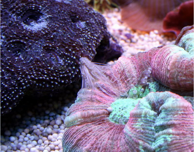Acanthastrea echinata che secerne i filamenti mesenterici a discapito di un corallo vicino