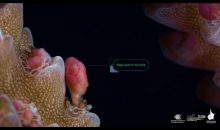 Il rilascio delle uova dei coralli in Natura in un video supermacro incredibile
