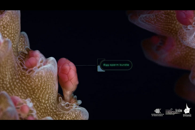 Il rilascio delle uova dei coralli in un nuovo supervideo macro girato sulla Grande Barriera Corallina Australiana