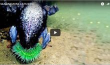 Un anemone che mangia un cormorano – video
