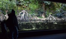 Uno spettacolare acquario di acqua salmastra nel nuovo spazio dello zoo di Zurigo
