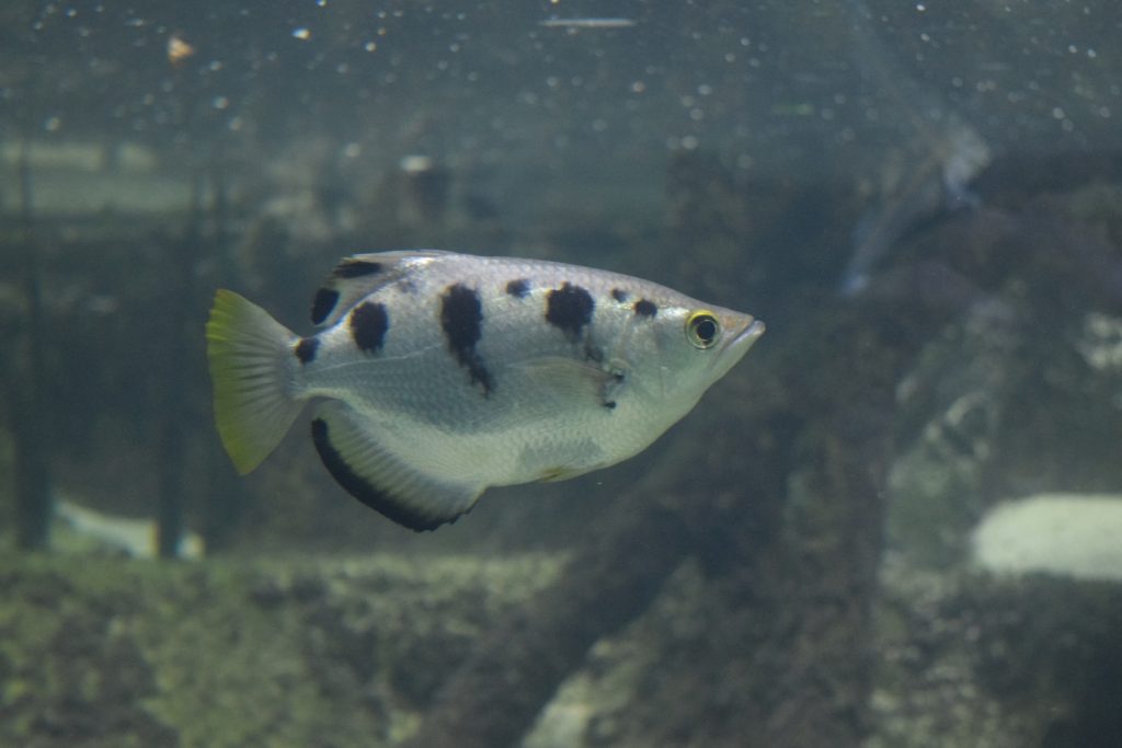 Archerfish (Toxotes jaculatrix)