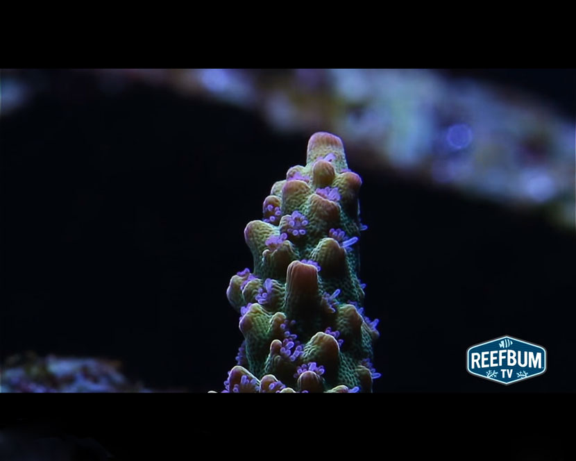 I polipi dei coralli visti in un video fra la macrofotgrafia ed il close up