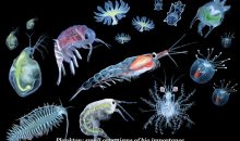 Aquarium plankton – mistakes in the use of phytoplankton supplement