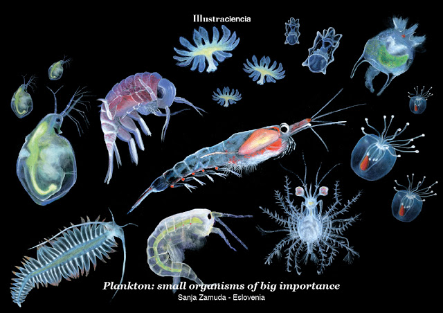 Plankton: small organisms of big importance - Sanja Zamuda 