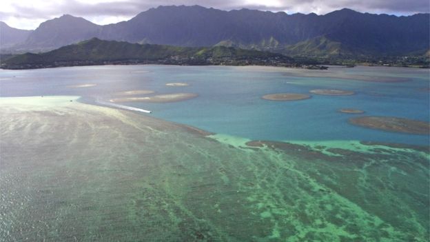 Barriera corallina al largo della costa di Oahu, Hawaii