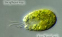 Phytoplankton – algae species, cultures and results