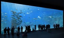 Nausicaá, l’acquario marino più grande d’europa, cambia volto e si rinnova