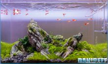 L’acquario Iwagumi – vediamo assieme tutte le sue caratteristiche