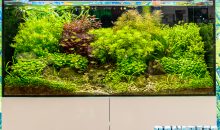 Dennerle shows great aquascaping sights during Interzoo 2018