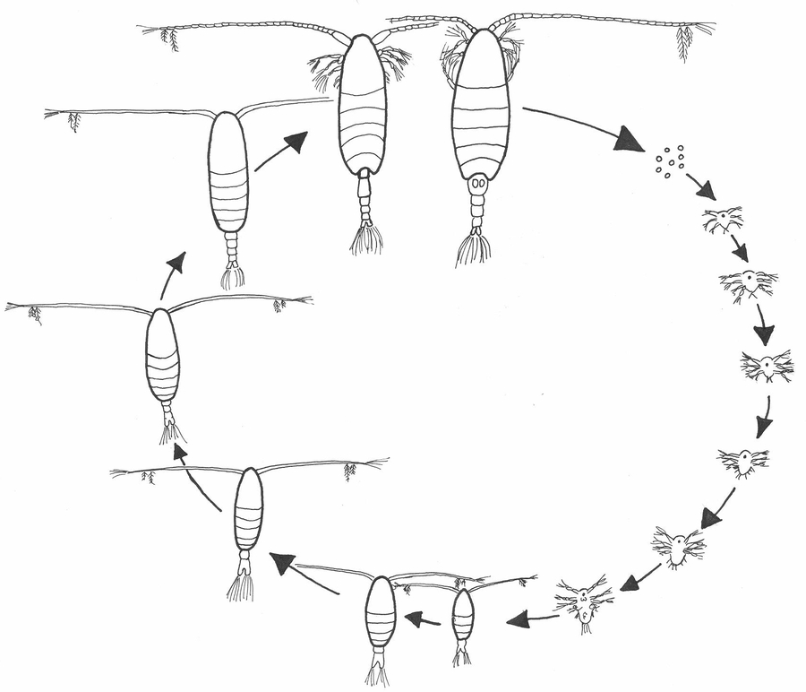 ciclo vitale del copepode