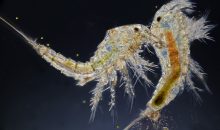 Lo zooplancton meno pregiato da utilizzare in acquario: specie e caratteristiche