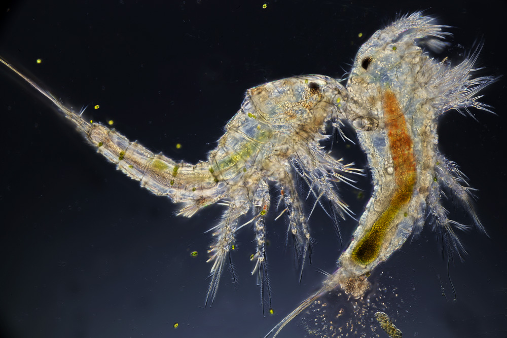 Characteristics and Problems of some species of Zooplankton