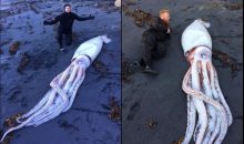 Il Kraken! Trovato un calamaro gigante su una spiaggia della Nuova Zelanda