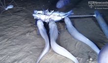 Scoperte tre nuove specie di pesci lumaca (Liparidi) nella fossa di Atacama