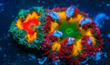 Epicystis crucifer – quando un anemone è più bello dei coralli