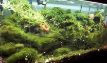 Come eliminare le alghe in acquario: no panic, pro-attività e tanta tanta pazienza