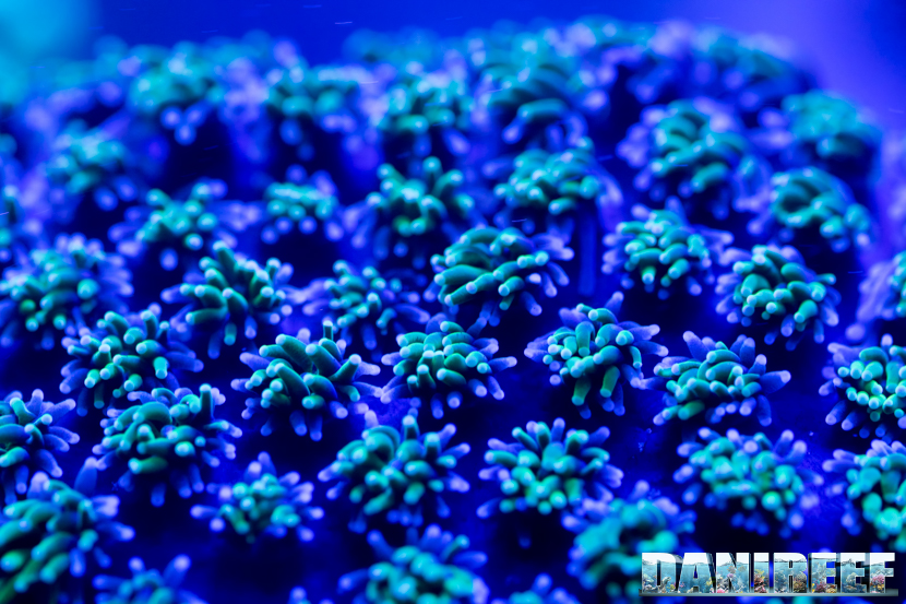 Polipi di corallo