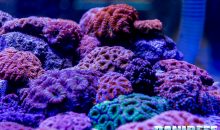 Tutti i coralli del PetsFestival 2018