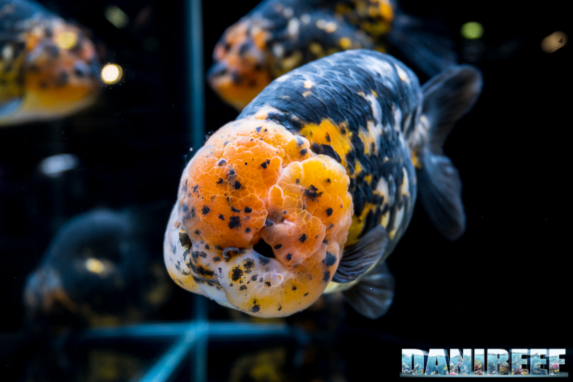 Pet Expo & Show a Bologna: Goldfish Show