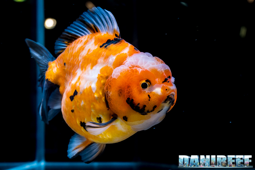 Goldfish show presso Royal Aquarium al Pet Expo e Show 2018 di Bologna