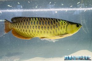 Lo Scleropages Formosus Il Pesce Drago Asiatico Il Famoso Arowana Danireef Portale Dedicato All Acquario Marino E Dolce