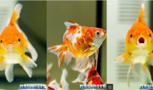 Esposizione Goldfish Petsfestival 2018 con incredibili esemplari di ogni tipo di pesce rosso