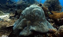 Scrivere sui coralli – l’ultima frontiera della stupidità umana con video