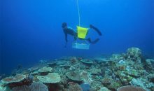 Ecco perché i coralli che si pescano in Australia valgono tutti i soldi richiesti
