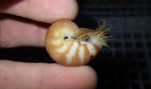 Nautilus nati in cattività nel Toba Aquarium in Giappone