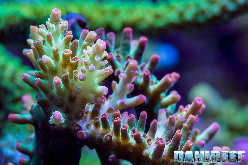 Miti da sfatare: più luce ricevono i coralli meglio è