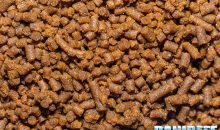 LPS Coral Pellets – from Vitalis a food for hard corals with large polyps