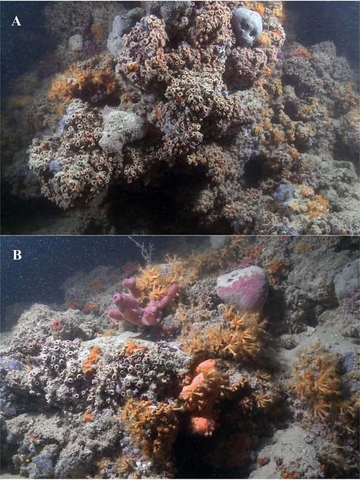 Scoperta la prima barriera corallina mesofotica mediterranea